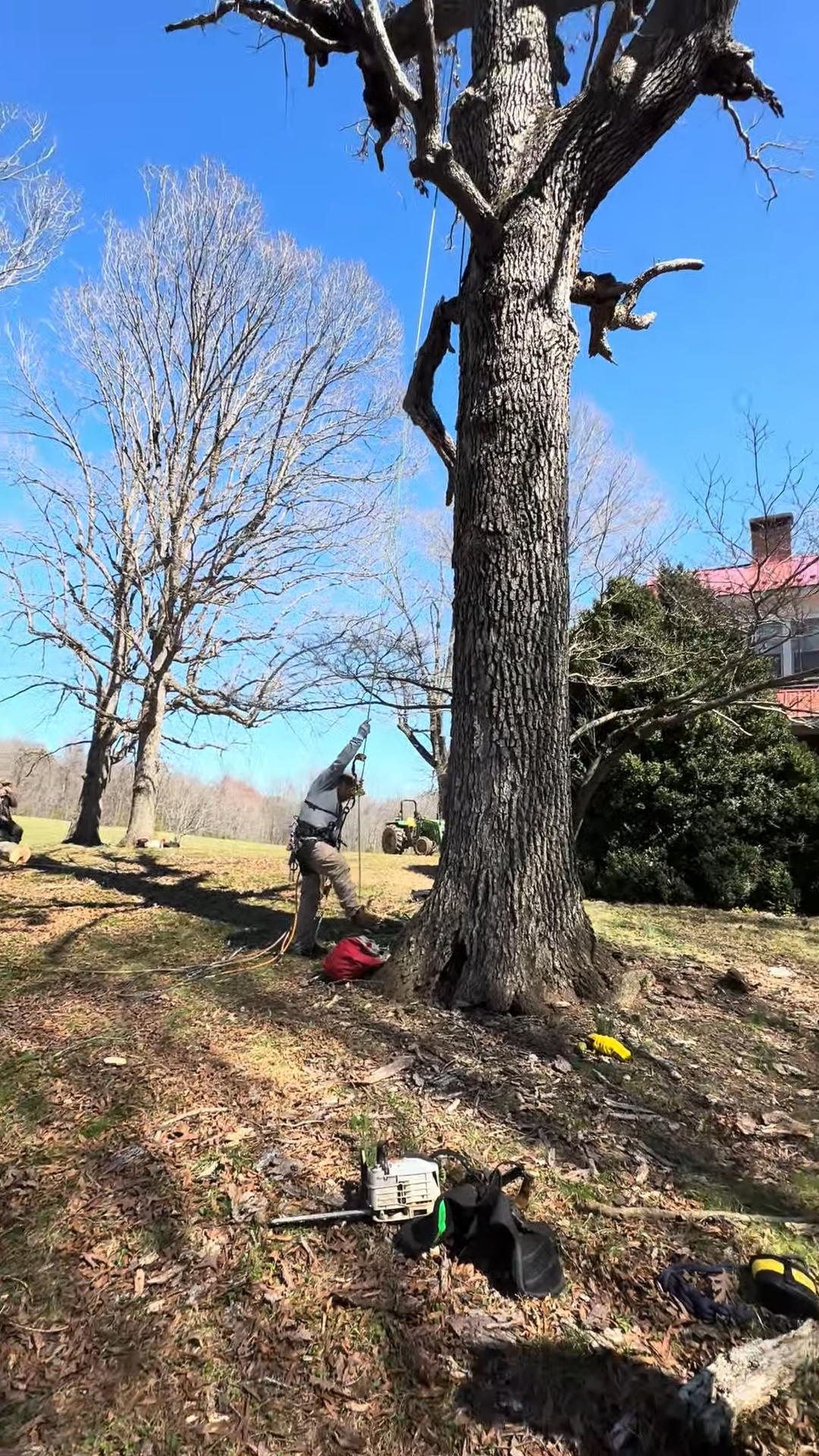 Tree Removals